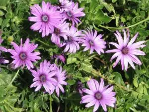 primaryPic_flower2 (reduced)_0.jpg